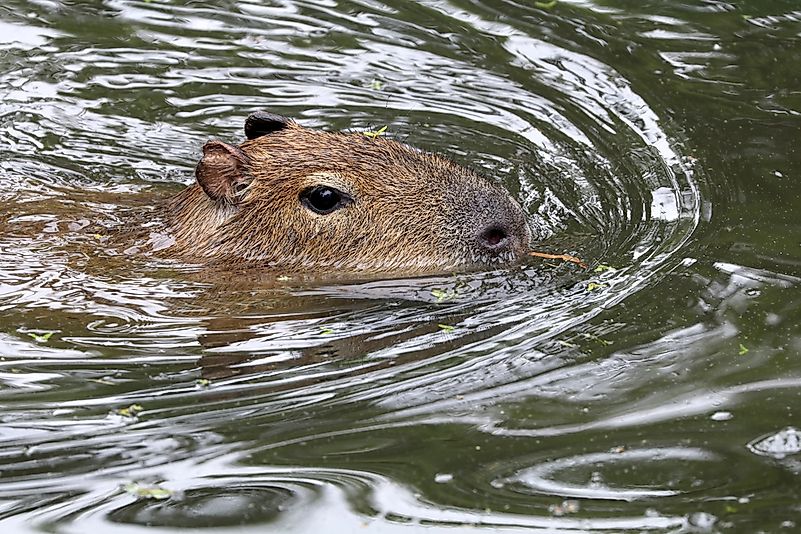 #7 Capybaras are very capable swimmers.