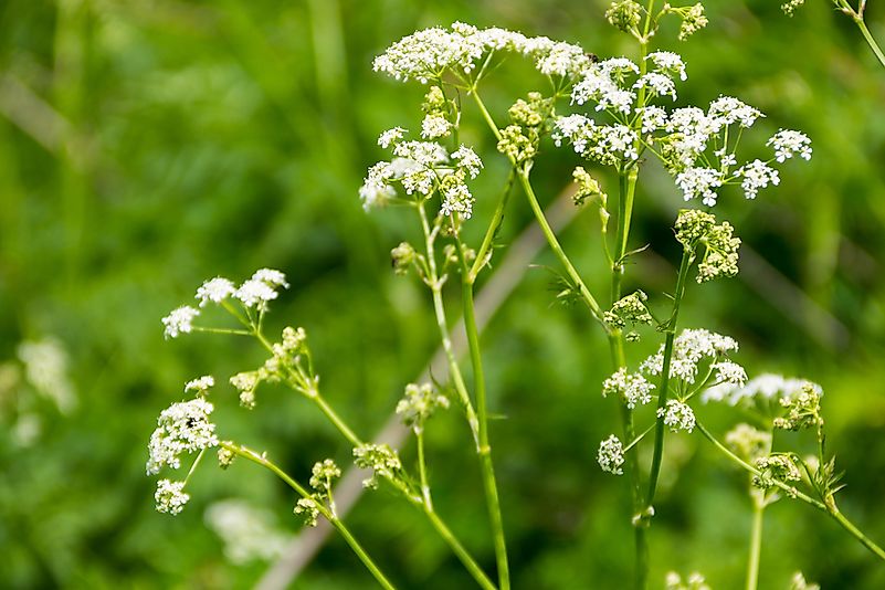 Water hemlock, Cicuta maculata. Water hemlock, Cicuta maculata.