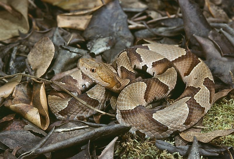 #1 Southern Copperhead