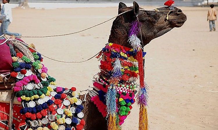 #10 Pushkar Camel Festival -