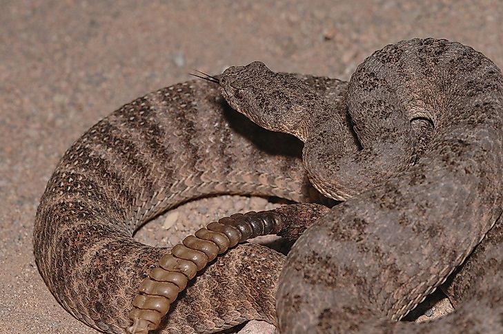 #8 Tiger Rattlesnake