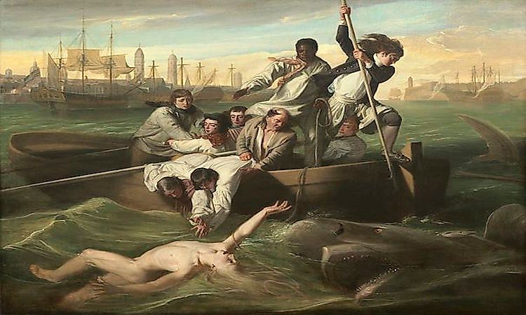 #4 Which Shark Species Are Commonly Involved In Such Attacks? -