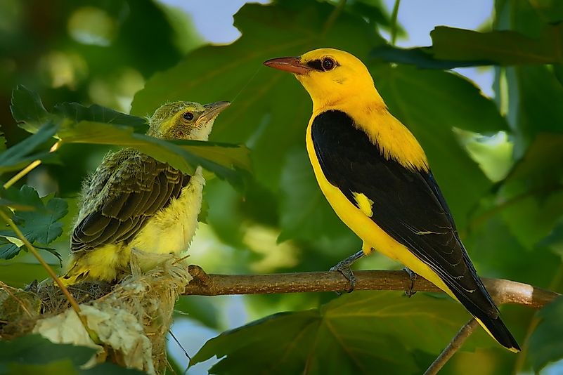 #1 Golden oriole
