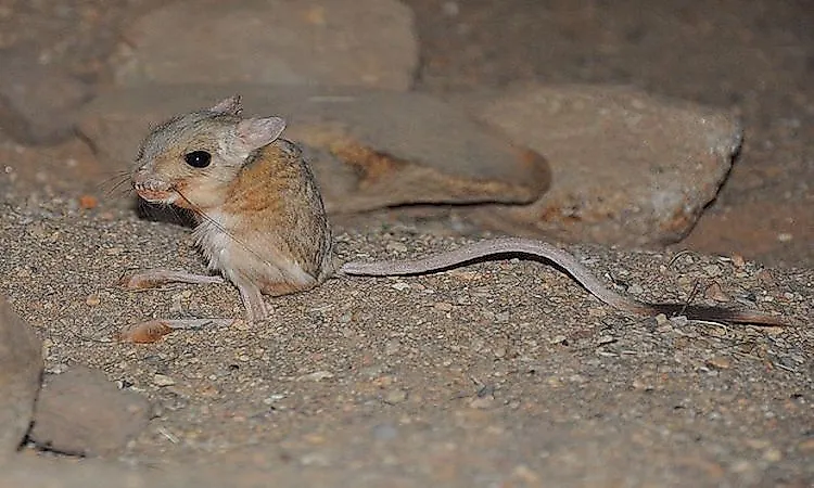 #10 Jerboa -