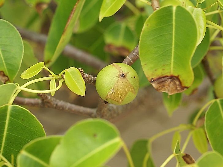#3 Manchineel Tree