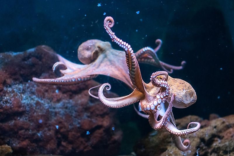 Some species of octopuses can camouflage themselves so well that they look almost exactly like snakes or poisonous fish. Some species of octopuses can camouflage themselves so well that they look almost exactly like snakes or poisonous fish.