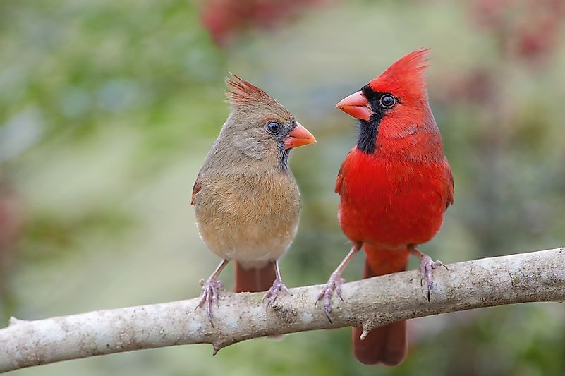 Two Northern cardinals staring at each other. Image credit: Bonnie Taylor Barry/Shutterstock.com