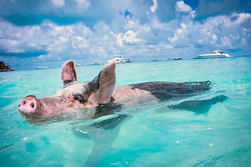 #2 Can pigs swim?