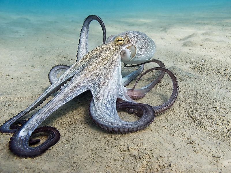 It was observed that several octopuses used rocks to create defensive structures. It was observed that several octopuses used rocks to create defensive structures.