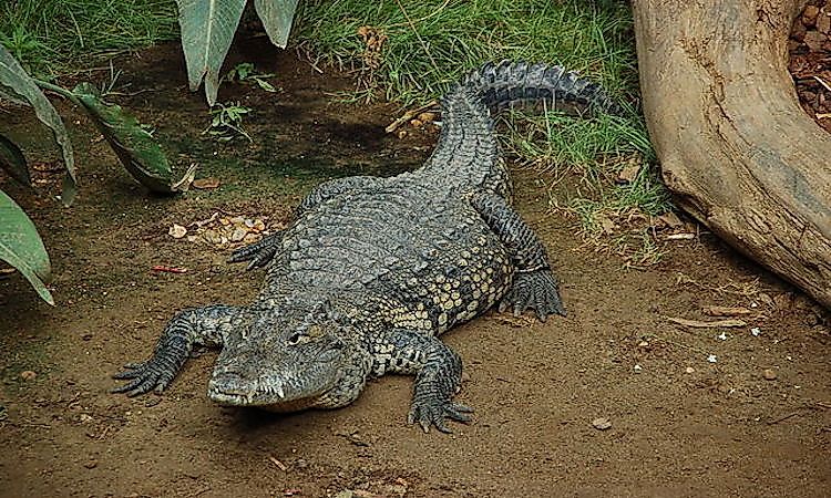 #6 Morelet's crocodile -