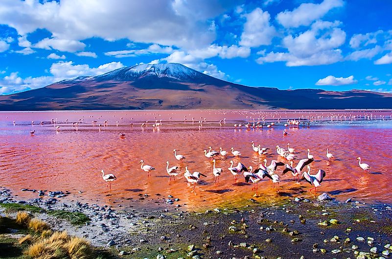 #9 Lake Colorada, Bolivia