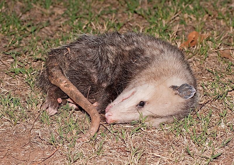 Possum playing dead. Possum playing dead.