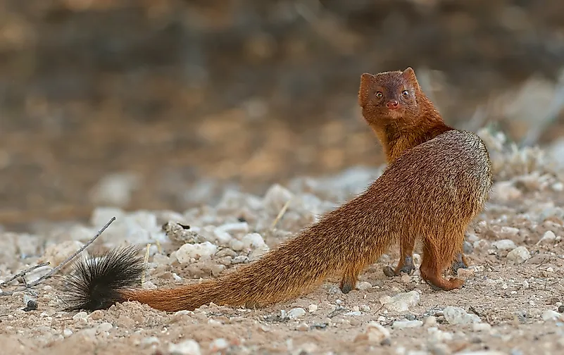 #5 Mongoose