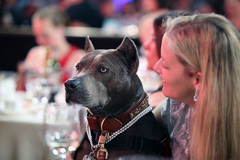 2013 American Hero Dog of the Year - Elle the pit bull and owner Leah Brewer. Image credit: State Farm/Flickr.com