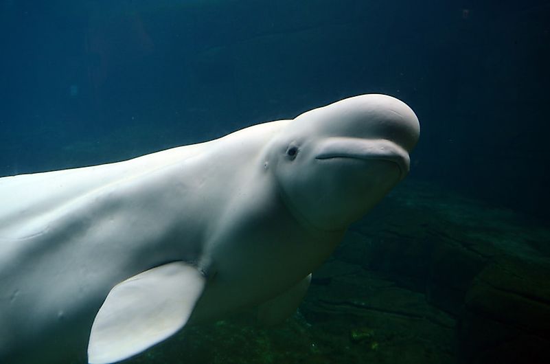 #4 Beluga Whale