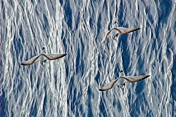 #10 Antarctic Prion
