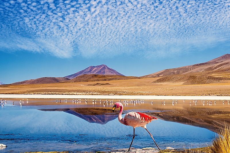 #5 Bolivia - 10 million