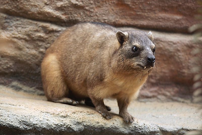 #7 Hyrax