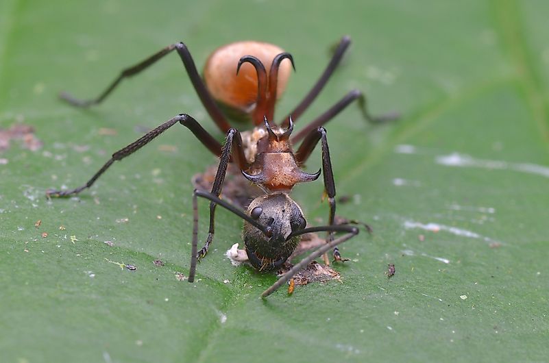 Fish Hook Ant - Polyrhachis armata Fish Hook Ant - Polyrhachis armata