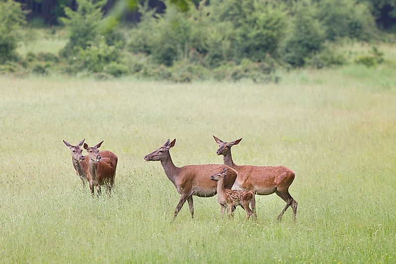 #13 Red Deer (Cervus elaphus)