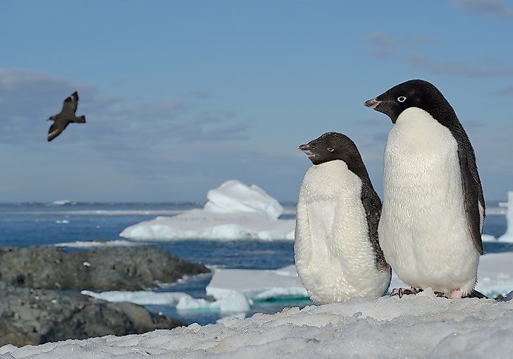 #8 Adelie Penguin