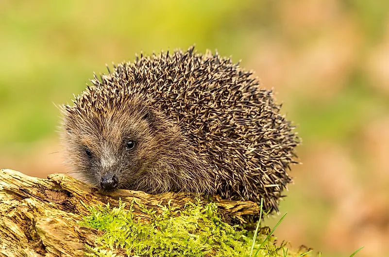 #5 European hedgehogs