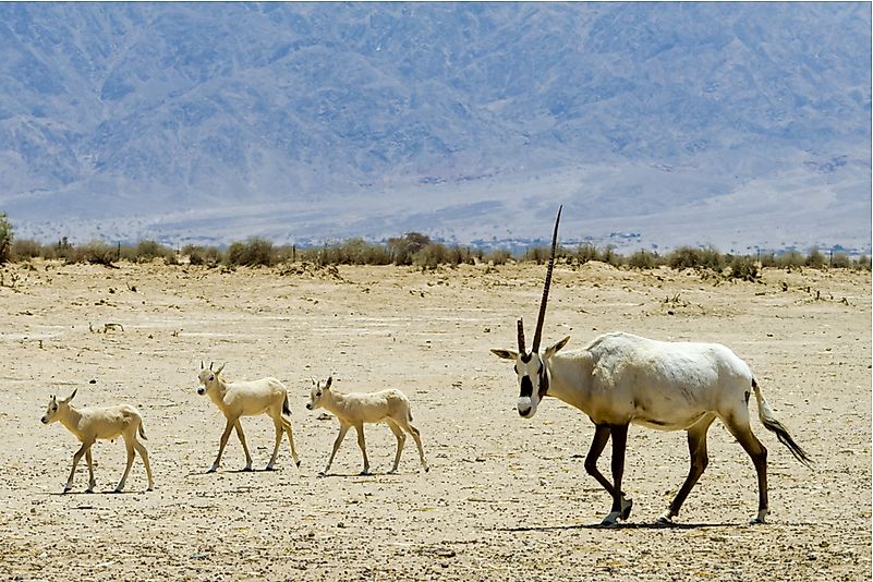 #8 Arabian Oryx