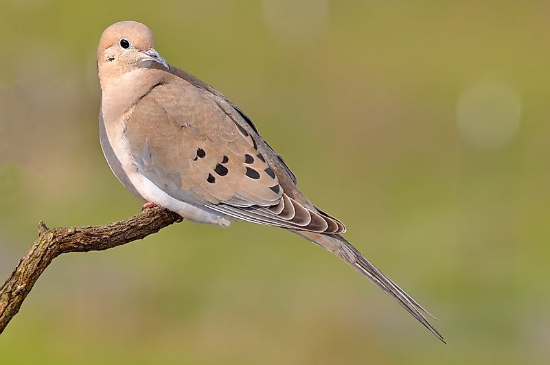 A mourning dove. Image credit: Laura Mountainspring/Shutterstock.com