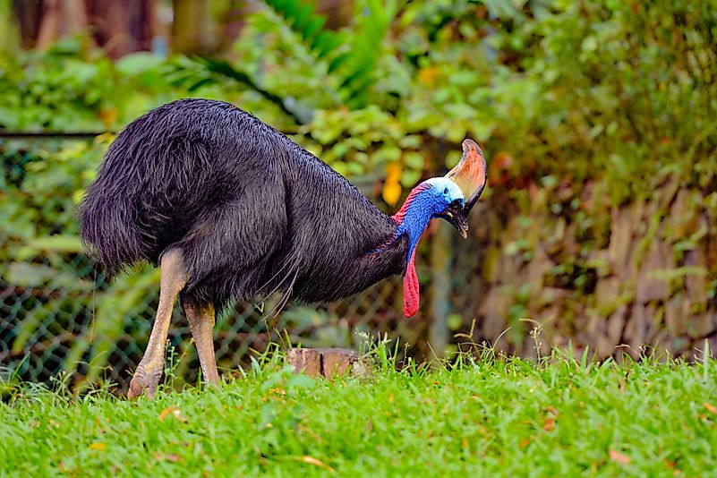 #3 Cassowary