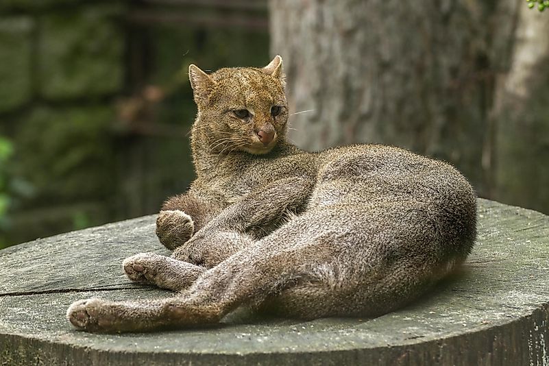 #1 Jaguarundi