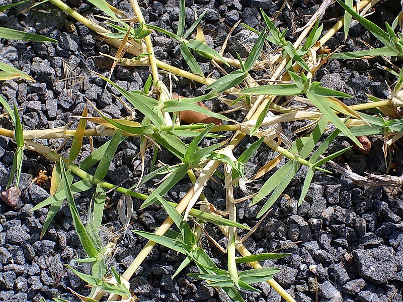 Cynodon plant runner. Image credit: Javier Martin/Public domain Cynodon plant runner. Image credit: Javier Martin/Public domain