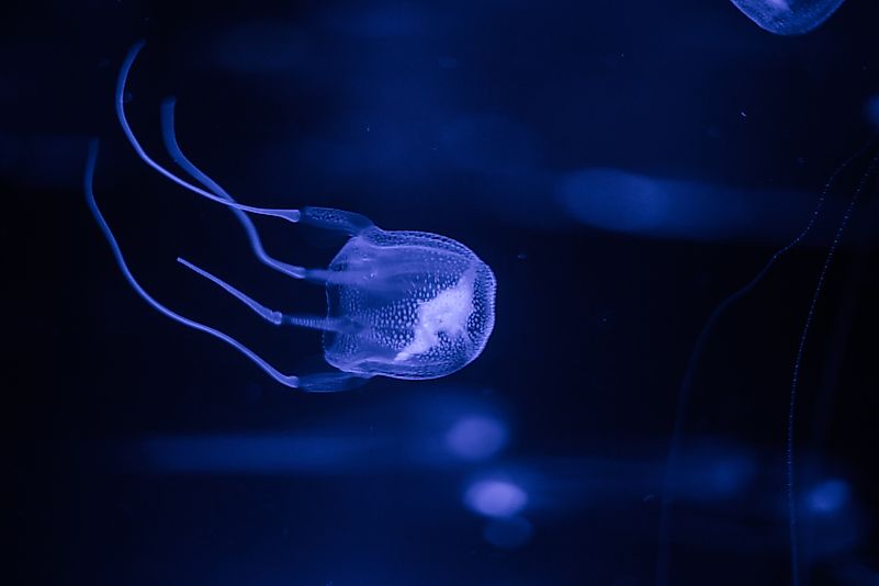 #2 Box jellyfish