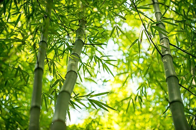 Bamboo. Bamboo