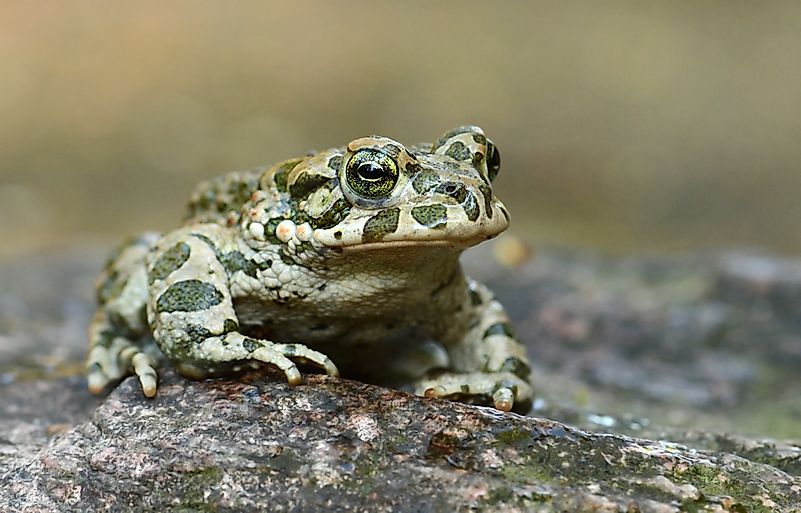 #7 Green Toad
