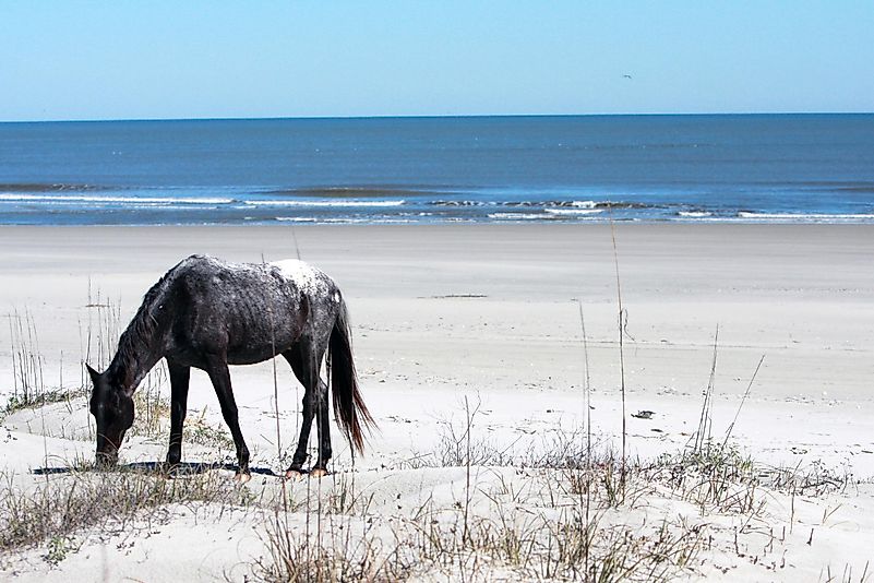 #1 Cumberland Island, Georgia