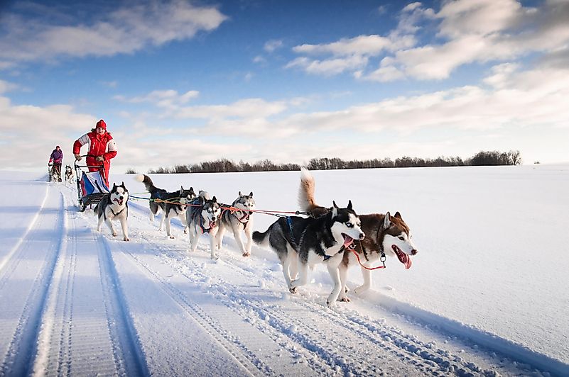 Intelligence and independent decision making were the most crucial traits of the leading dogs. Intelligence and independent decision making were the most crucial traits of the leading dogs.