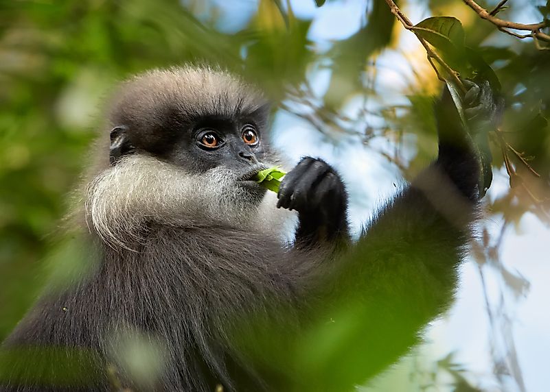 #4 Purple-faced Langur