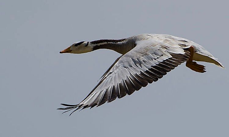 #3 Bar-headed goose - 27,825 feet