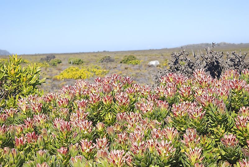 Fynbos shrubland ecoregion in Cape Point, South Africa.