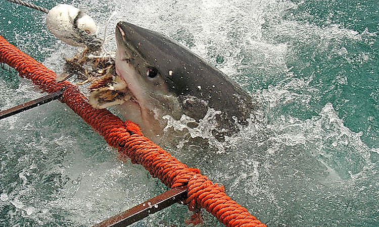 #3 Types And Causes Of Shark Attack -