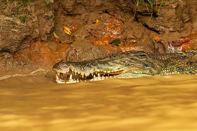 #10 Saltwater Crocodile