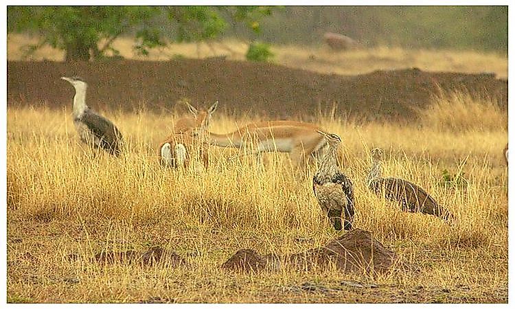 #15 Indian Bustard -