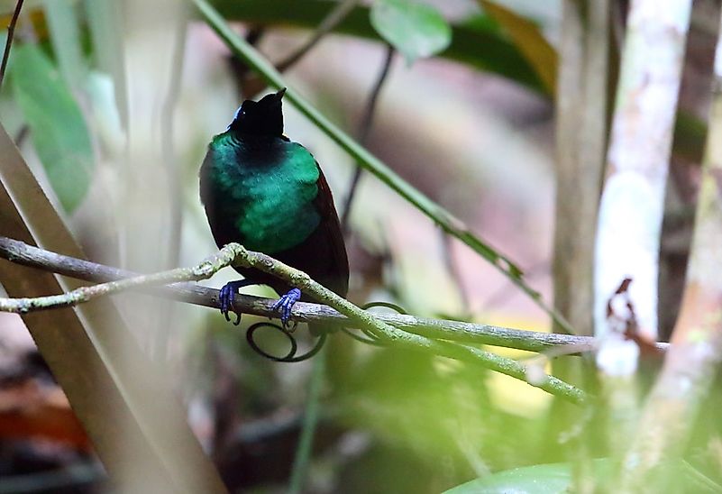 #9 Wilson's bird-of-paradise