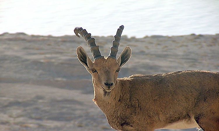 #2 The Herbivores Of The Arabian Desert -