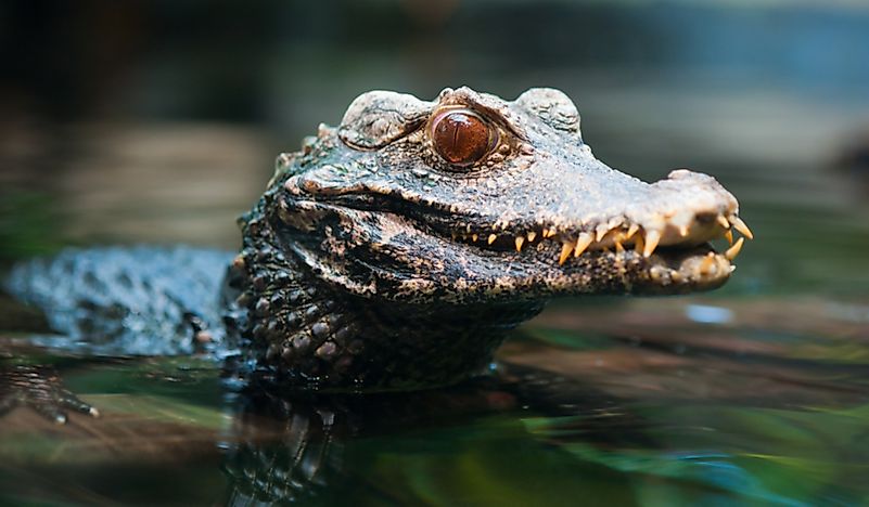 #6 Cuvier's Dwarf Caiman