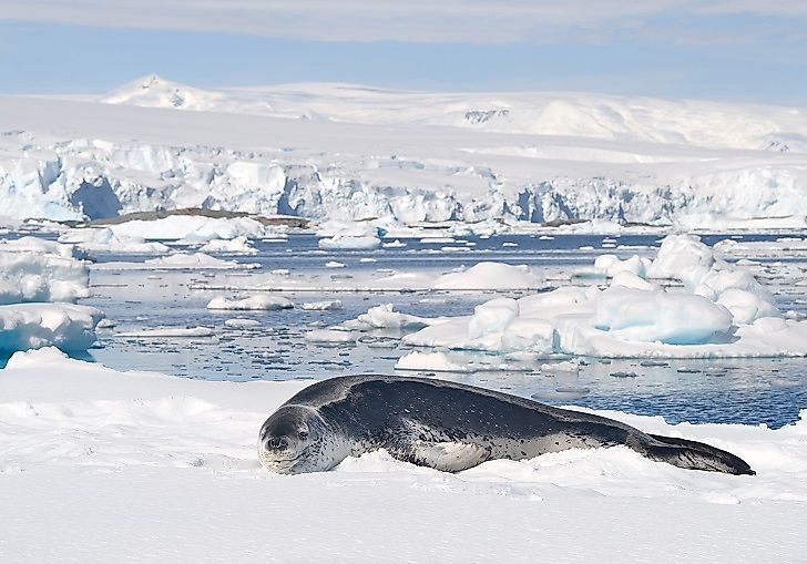 #2 Leopard Seal