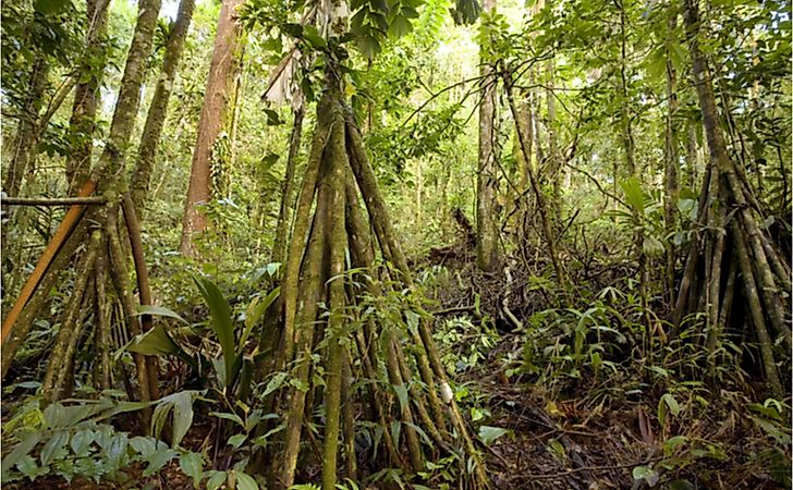 How Are Plants Adapted To The Tropical Rainforest Worldatlas Com