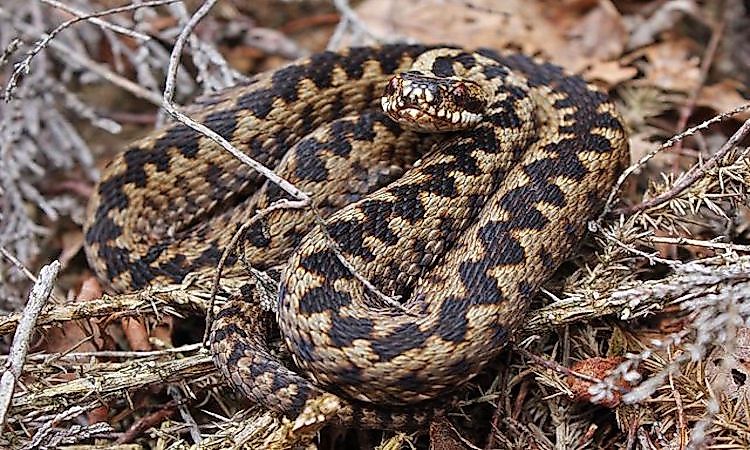 #18 Reptiles Of Taiga -