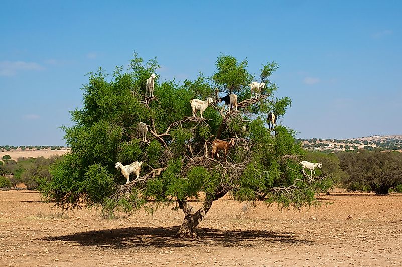 #8 Goats in Trees, Morocco