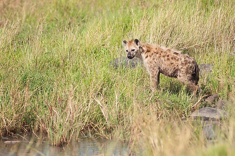 #2 Hyena